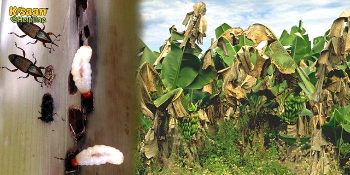 केला में तना बेधक कीट एक प्रमुख समस्या कैसे करें प्रबन्धन ?