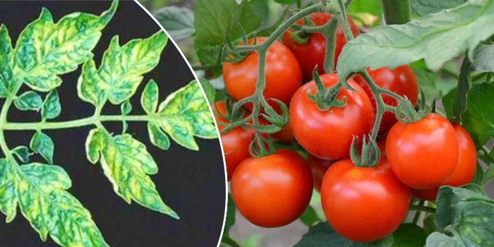 उद्यानिक फसलों विशेषकर टमाटर में कुकुंबर (ककड़ी) मोज़ेक वायरस (सीएमवी) रोग एक उभरती बहुत बड़ी समस्या, कैसे करें प्रबंधित?