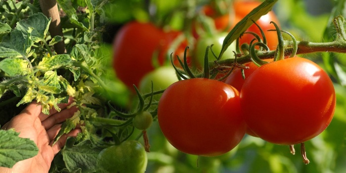 पेस्टीसाइड्स के अत्यधिक प्रयोग करने से टमाटर के पौधों पर पड़ने वाले दुष्प्रभाव को कैसे करें प्रबंधित?