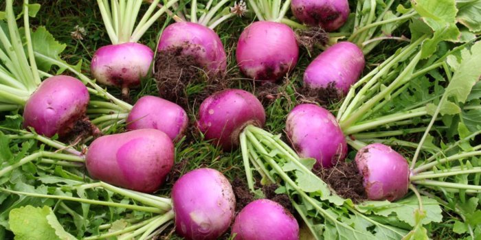 कम से कम समय में शलजम की खेती करके अधिक से अधिक लाभ कमाए