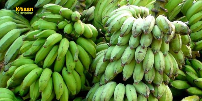 बरसात के मौसम में सब्जियों वाला केला, हरी सब्जियों का बेहतर विकल्प