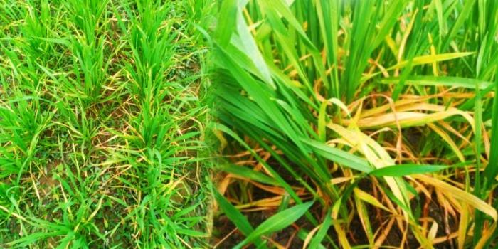 गेहूं की पत्तियां पीली हो रही हो तो किसान परेशान न हो, सही कारण जानें और उचित उपाय करें