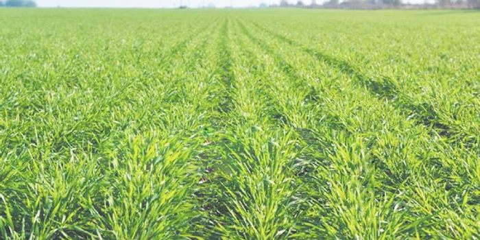 वर्तमान पर्यावरण परिस्थितियाँ गेहूँ की वानस्पतिक वृद्धि के लिए अनुकूल नही, इससे उपज होगी प्रभावित