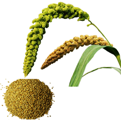 Bajra (Millet) बाजरा