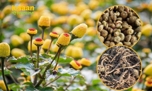 Akarkara (अकरकरा)