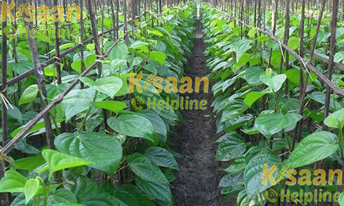 Betel Leaf (पान)
