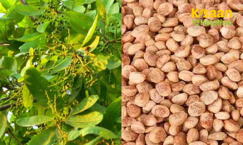 Chironji (चिरौंजी)