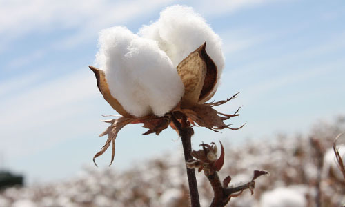 Cotton (कपास)
