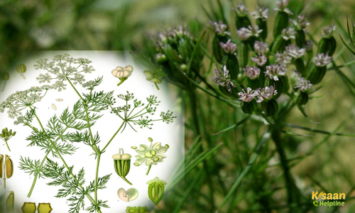 Black Cumin (काली जीरी)