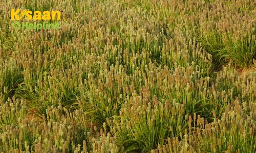  Isabgol (इसबगोल)