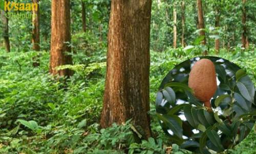 Mahogany Tree (महोगनी वृक्ष)