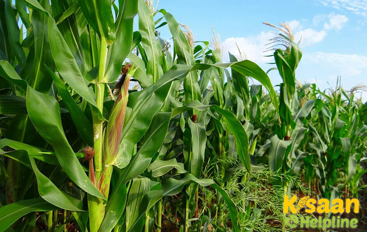 Maize (मक्का)