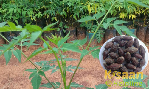 Malabar Neem (मालाबार नीम)