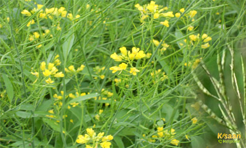 Mustard (सरसों)