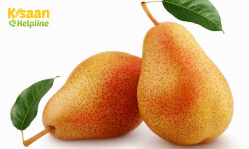 Pear (नाशपाती)