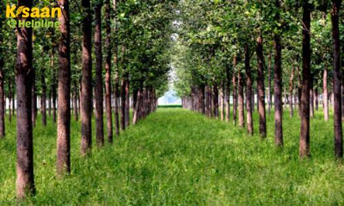 Poplar (पोपलर)