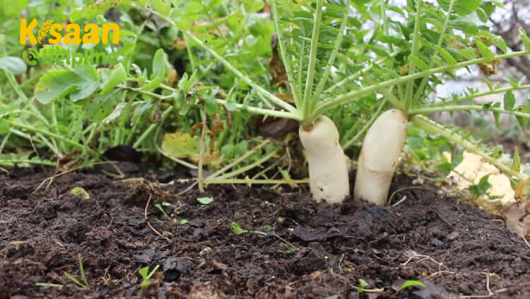 Radish (मूली)