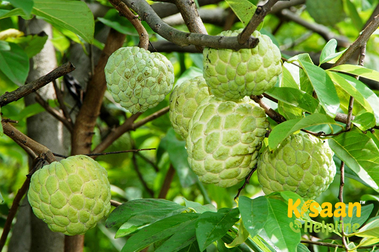 Custard Apple (सीताफल)