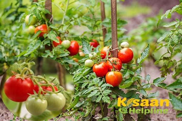 Tomato (टमाटर)