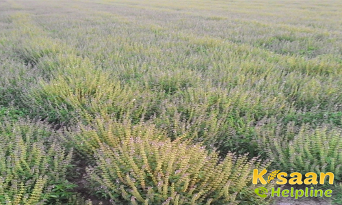 Tulsi  (तुलसी)