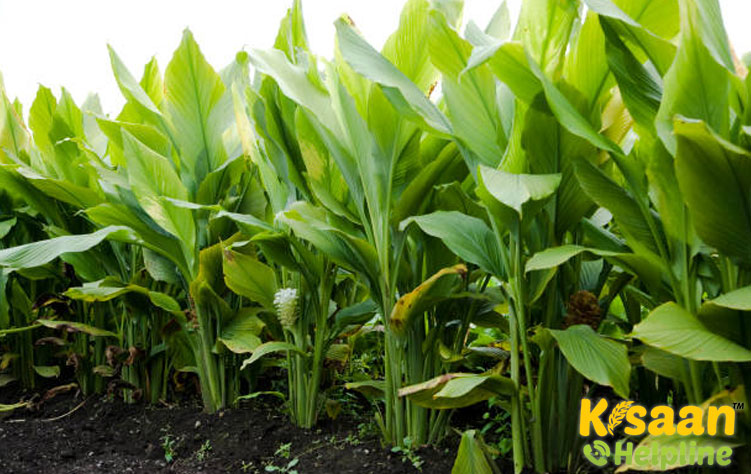 Turmeric (हल्दी)