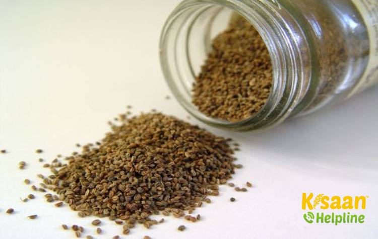 Celery (अजवाइन)