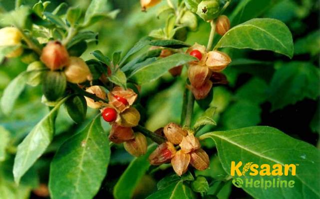 Ashwagandha (अश्वगंधा)