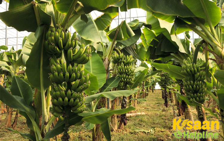 Banana (केला)