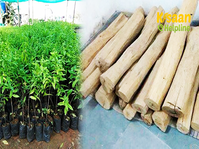 Sandalwood (चन्दन)