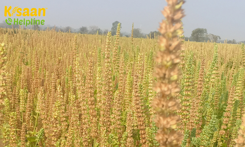 Chia Seeds (चिया सीड)