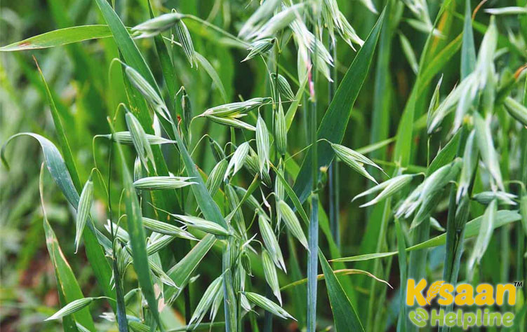 Oat (जई)