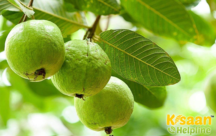 Guava (अमरूद)