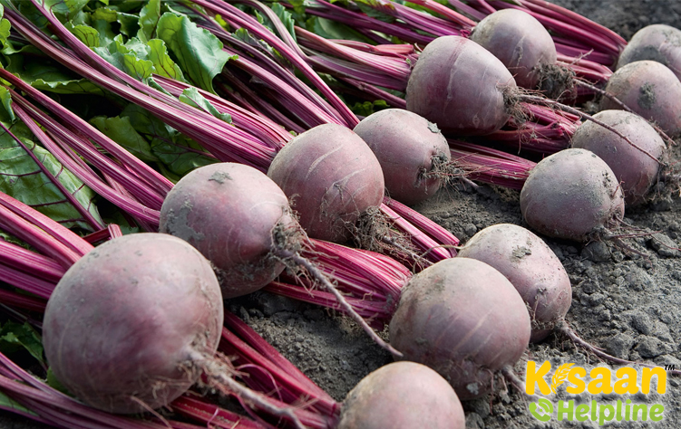 Sugar Beets (चुकंदर)