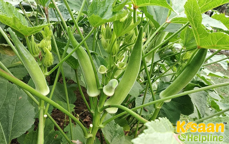 Lady Finger (भिन्डी)