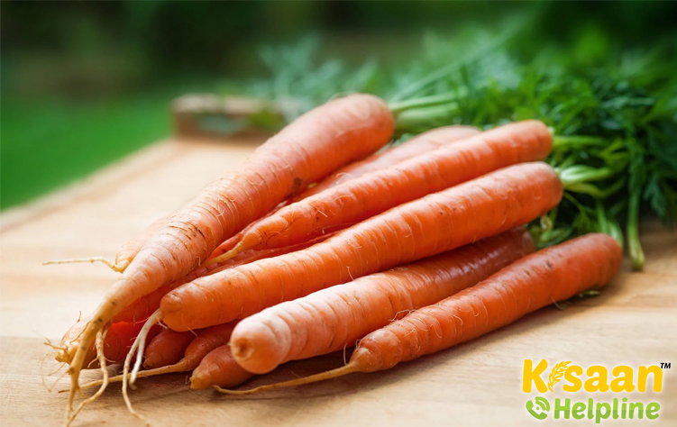 Carrot (गाजर)