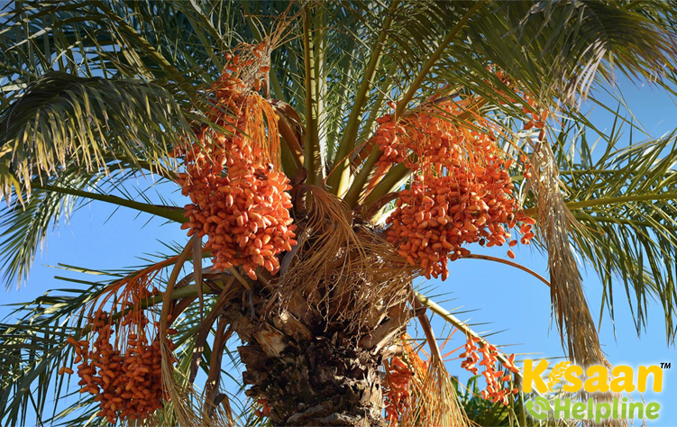 Date Palm (खजूर)