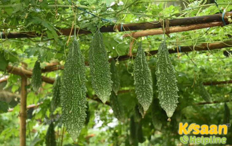 Bitter gourd (करेला)
