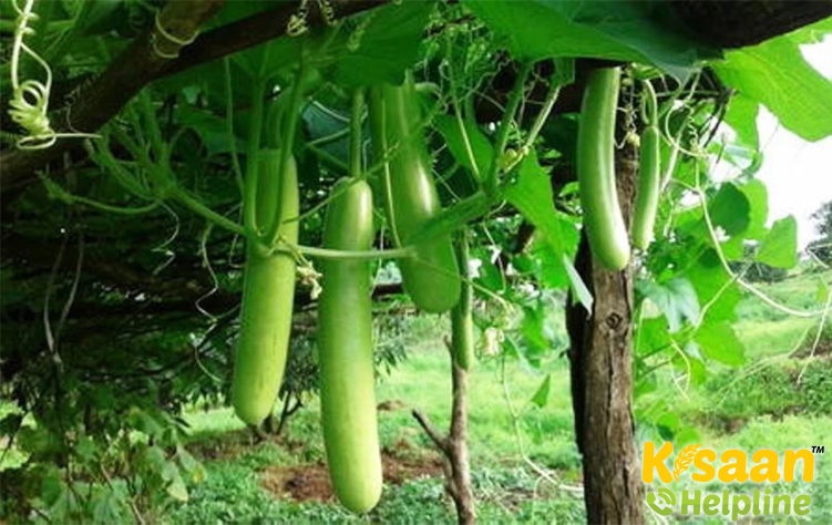 Bottle Gourd (लौकी)