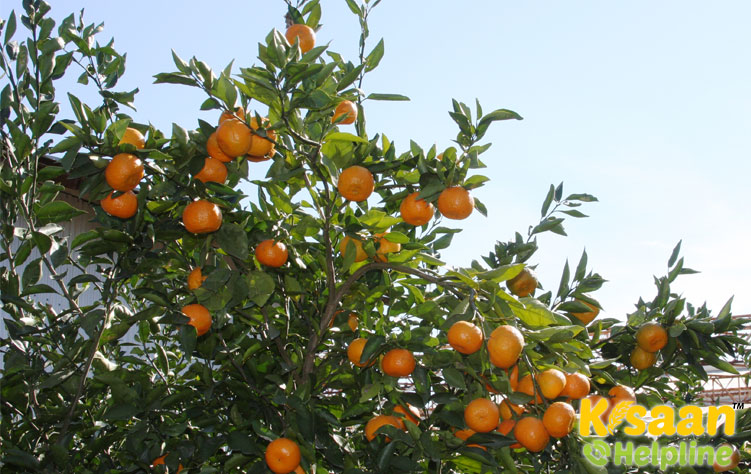 Orange (संतरा)