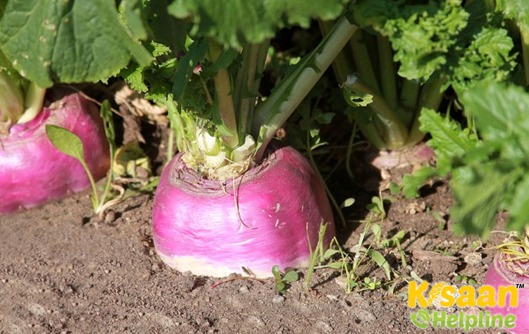 Turnip (शलजम)