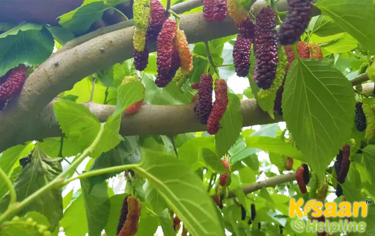 Mulberry (शहतूत)
