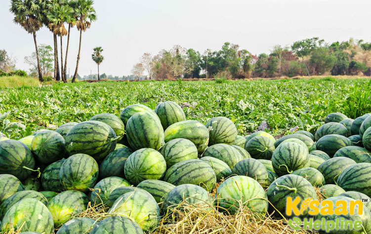 Watermelon (तरबूज)