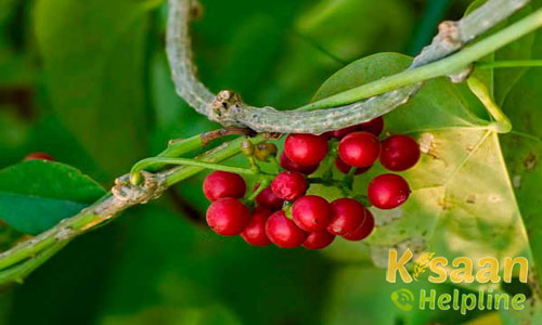 Giloy ( गिलोय)