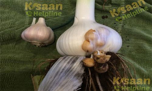 Garlic (लहसुन)