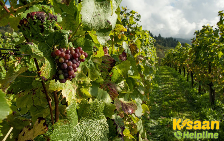 Grapes (अंगूर)