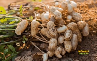 Groundnut (मूंगफली)