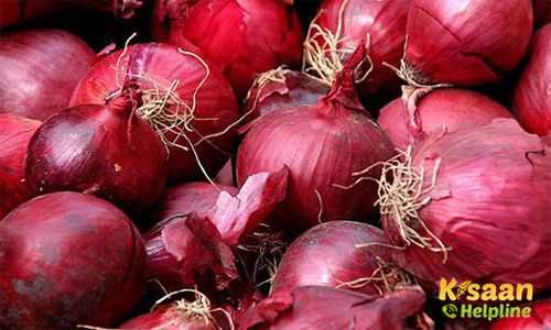 Onion (खरीफ प्याज)