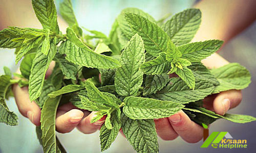 Mentha (Peppermint/मेंथा/पुदीना)