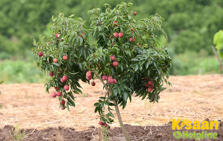 Lychee (लीची)