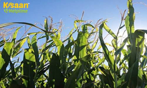 Teosinte ( टेओसिनेटी) - Makchari